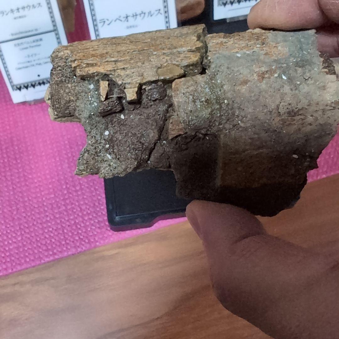 本物　ランベオサウルス　助骨化石　143グラム　ラベル付き