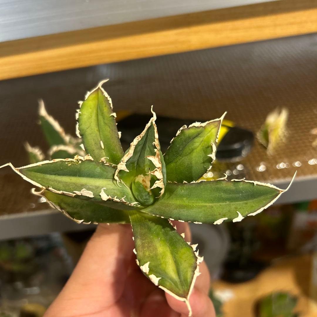 アガベ　海王［烈海王］×superシーザー×姫厳竜　S株特価　ボールタイプ　特価