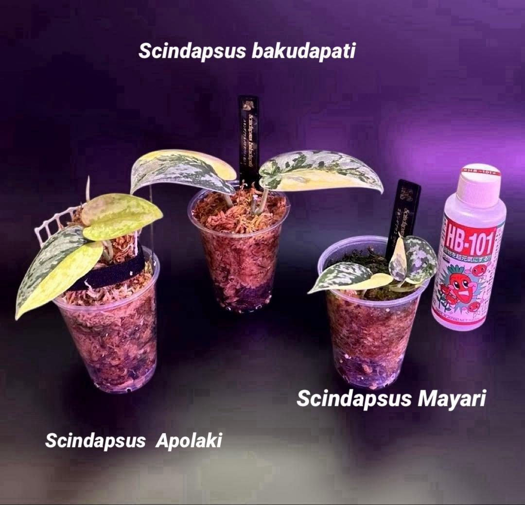 スキンダプサス　綺麗な　セット　F1