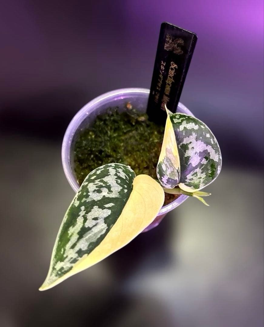 スキンダプサス　綺麗な　セット　F1