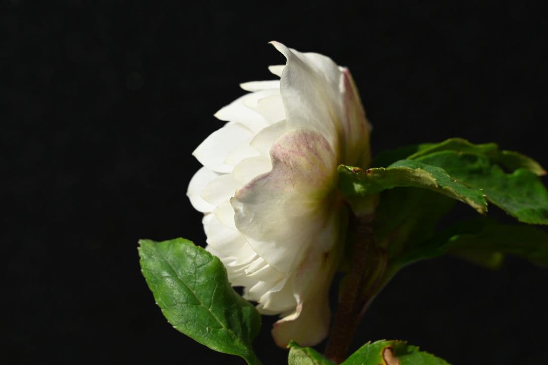 クリスマスローズ　認定ディオーネホワイトフラッシュ　加藤農園