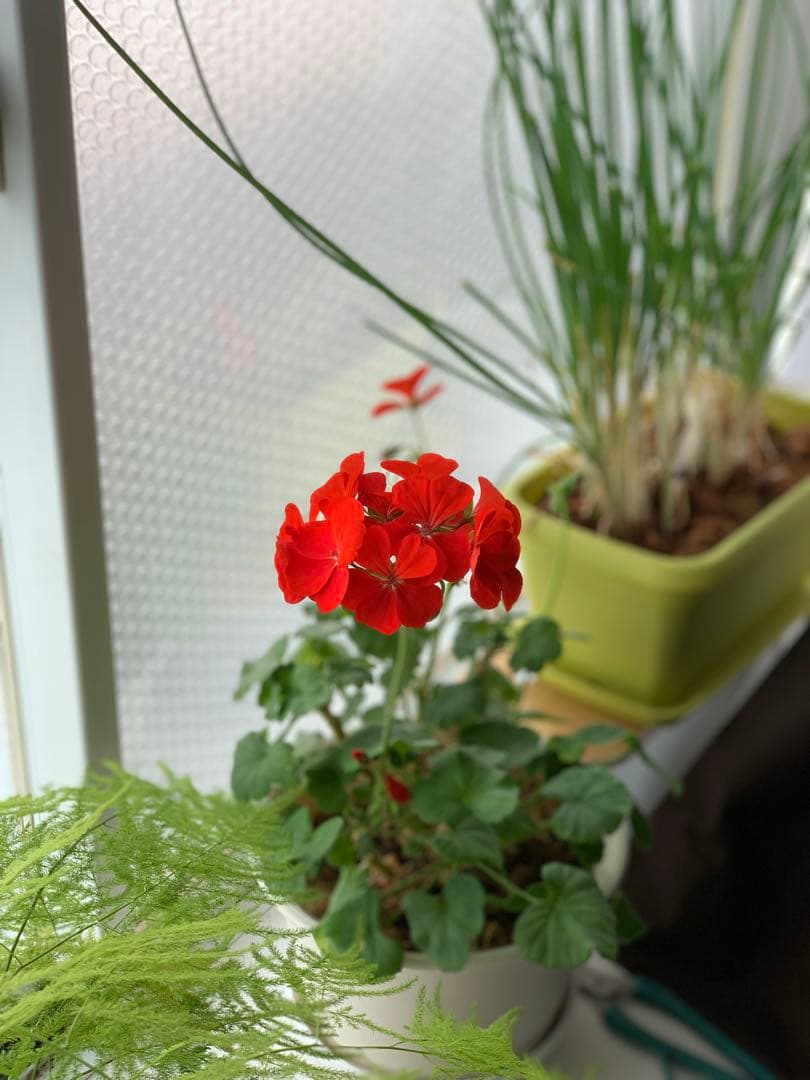 Kodak PIXPRO C1 デジタルカメラ 本体