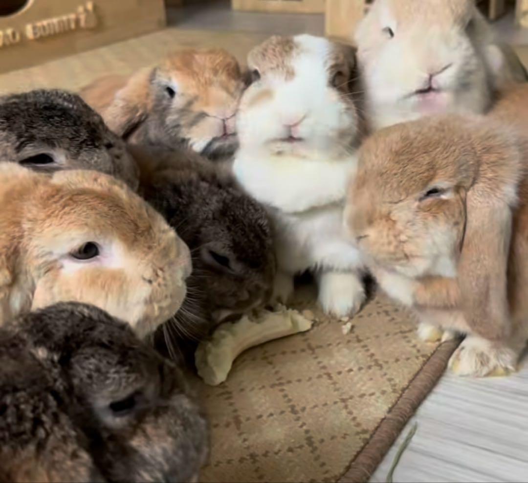 日向木穂子ページ