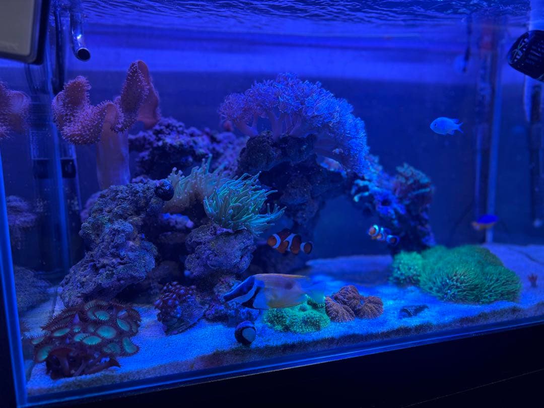 ゼンスイ　マルチカラーＬＥＤ２　６００