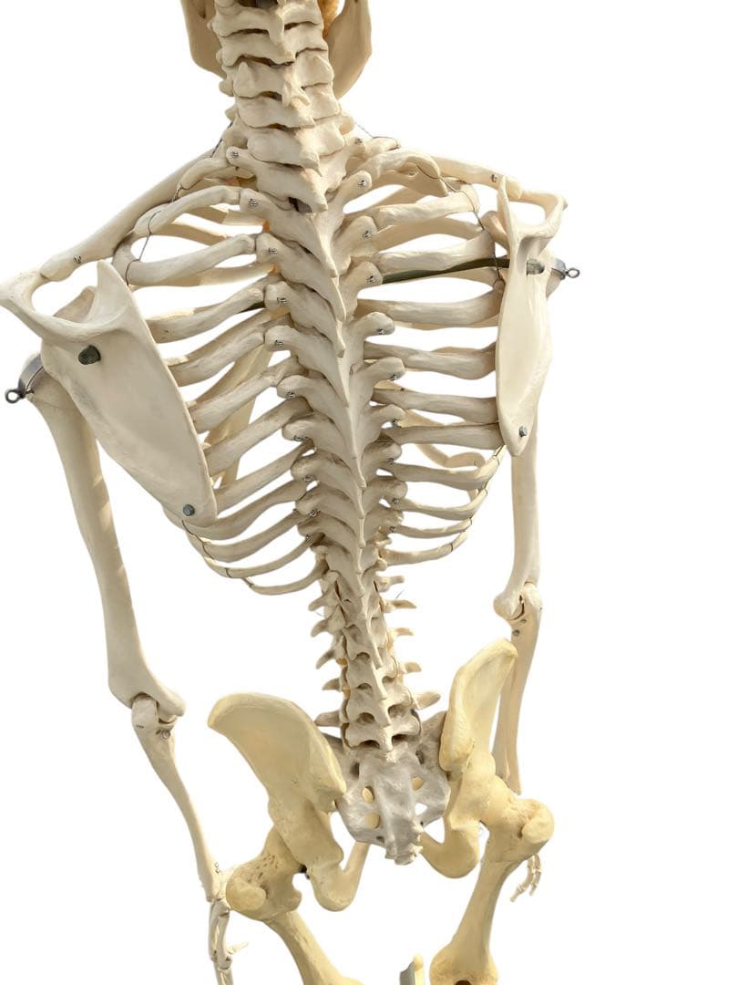 3B Scientific 人体骨格模型 約170cm 全身骨格 キャスター付き