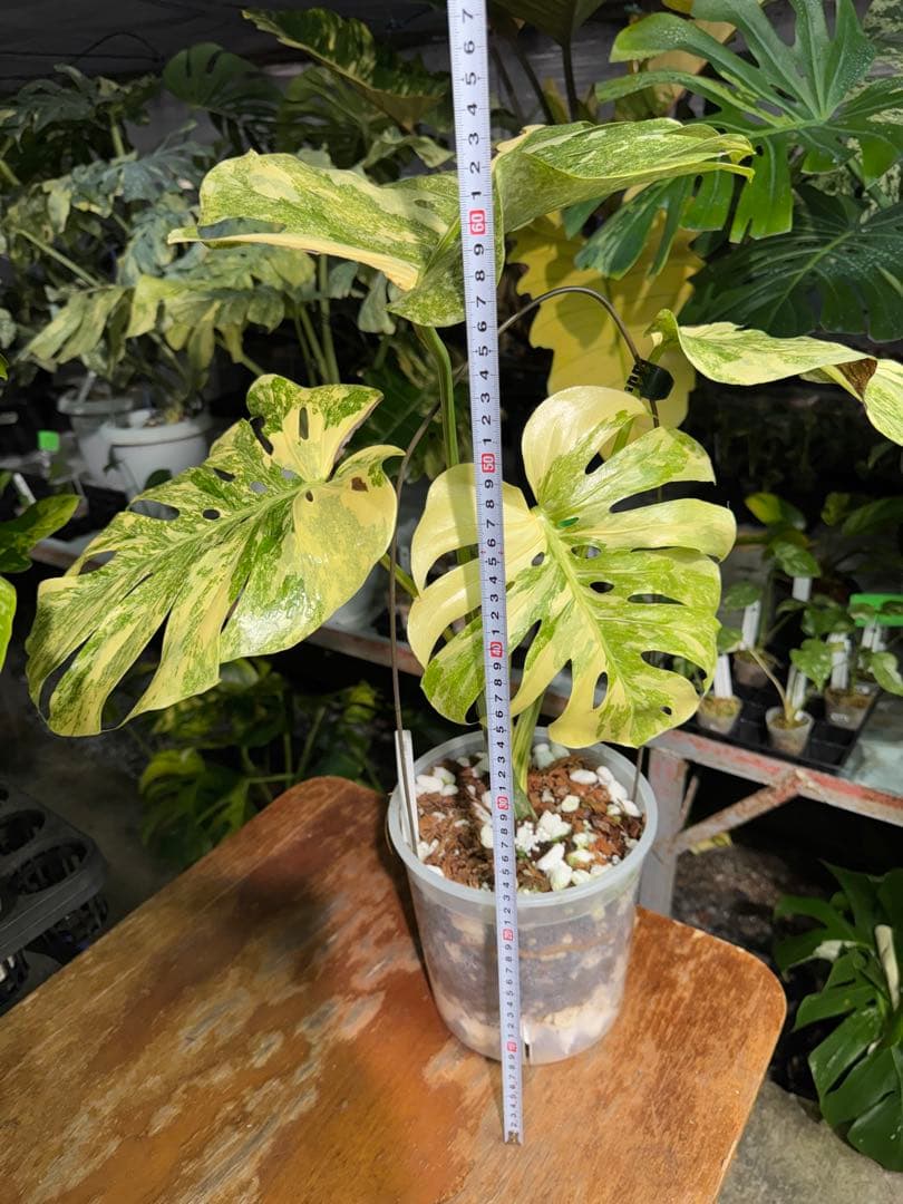 早い者勝ち　モンステラ　デリシオーサ　レガシー　久々絶美斑入り株