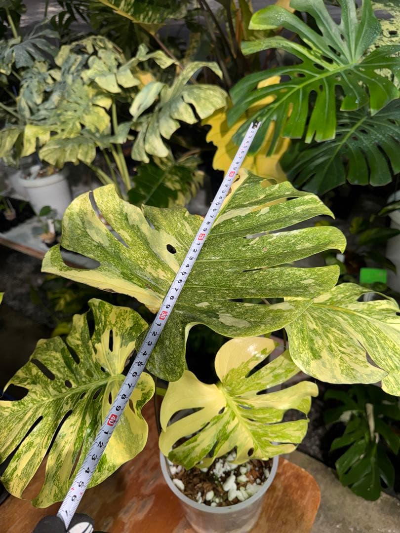 早い者勝ち　モンステラ　デリシオーサ　レガシー　久々絶美斑入り株