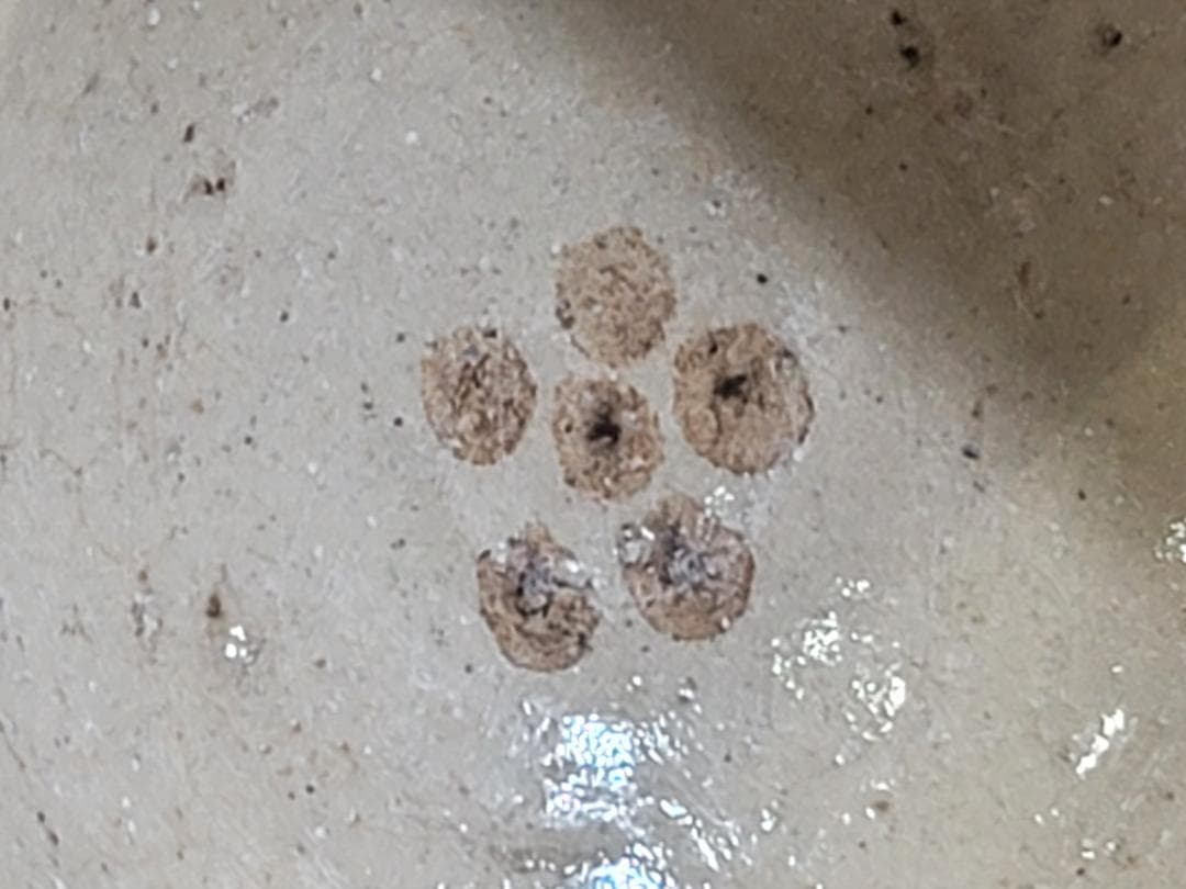 DT392 青織部 碗 五件 共箱 時代物