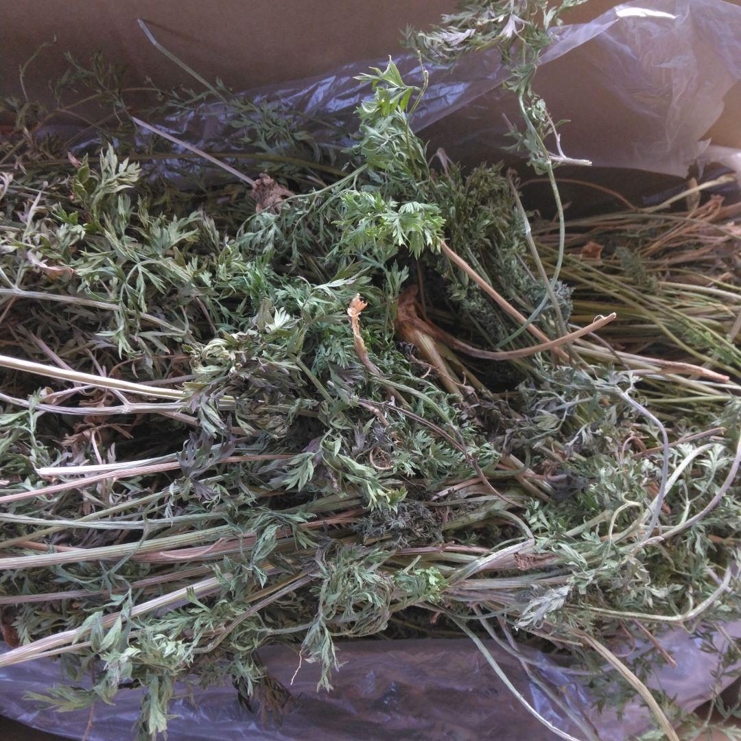 農薬不使用　乾燥人参の葉っぱ　80サイズ