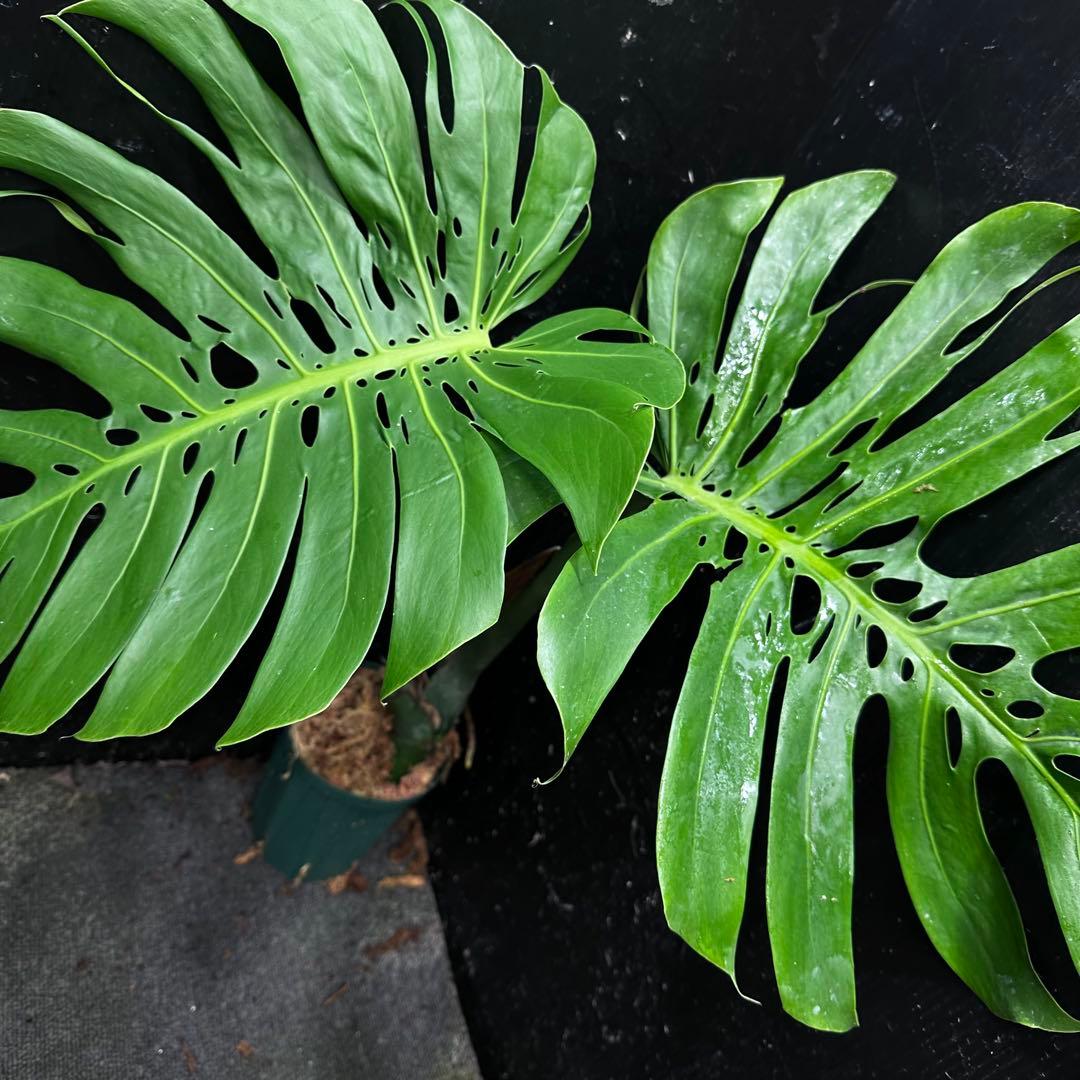 P*Y様 モンステラデリシオーサマクロコズム超希少系統鉢植え