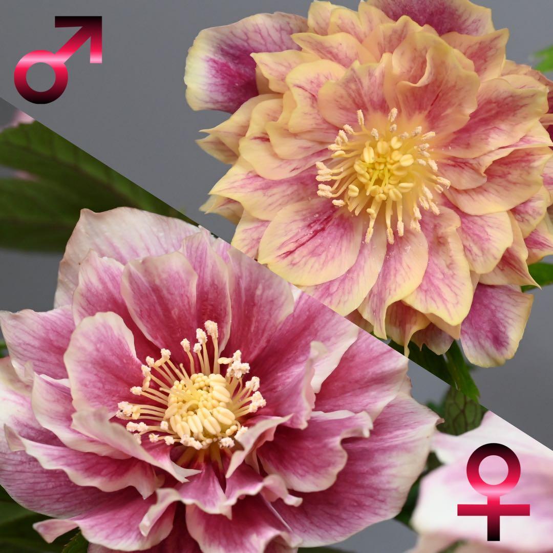 クリスマスローズ小苗 ♀ピンクホワイト×♂ピンクイエロー&グロスブラックセルフ