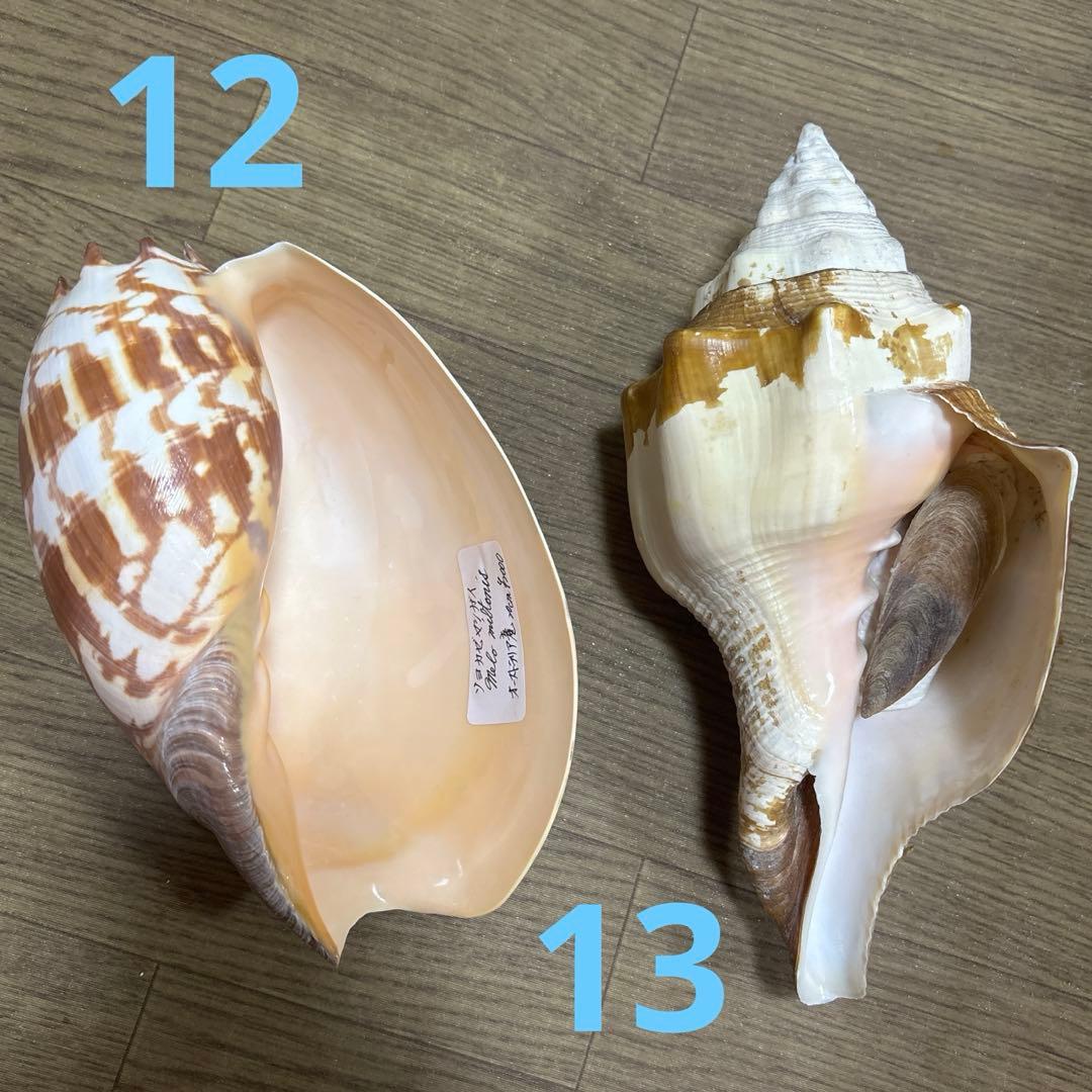 Meyo 7175　　貝殻10点