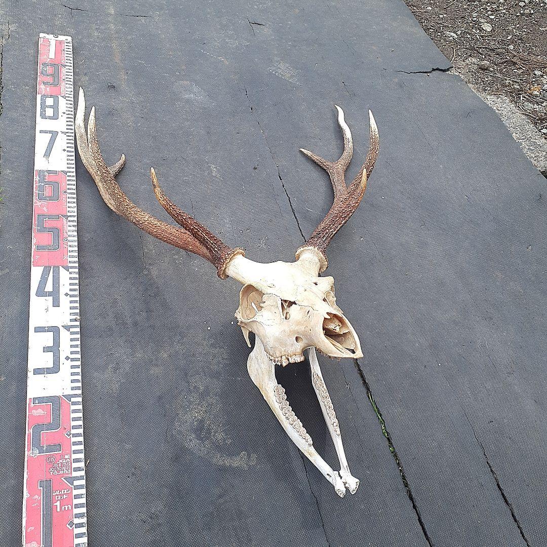 鹿　ニホンジカ　鹿角　剥製　頭骨　スカルトロフィー　頭蓋骨　ニホンジカ