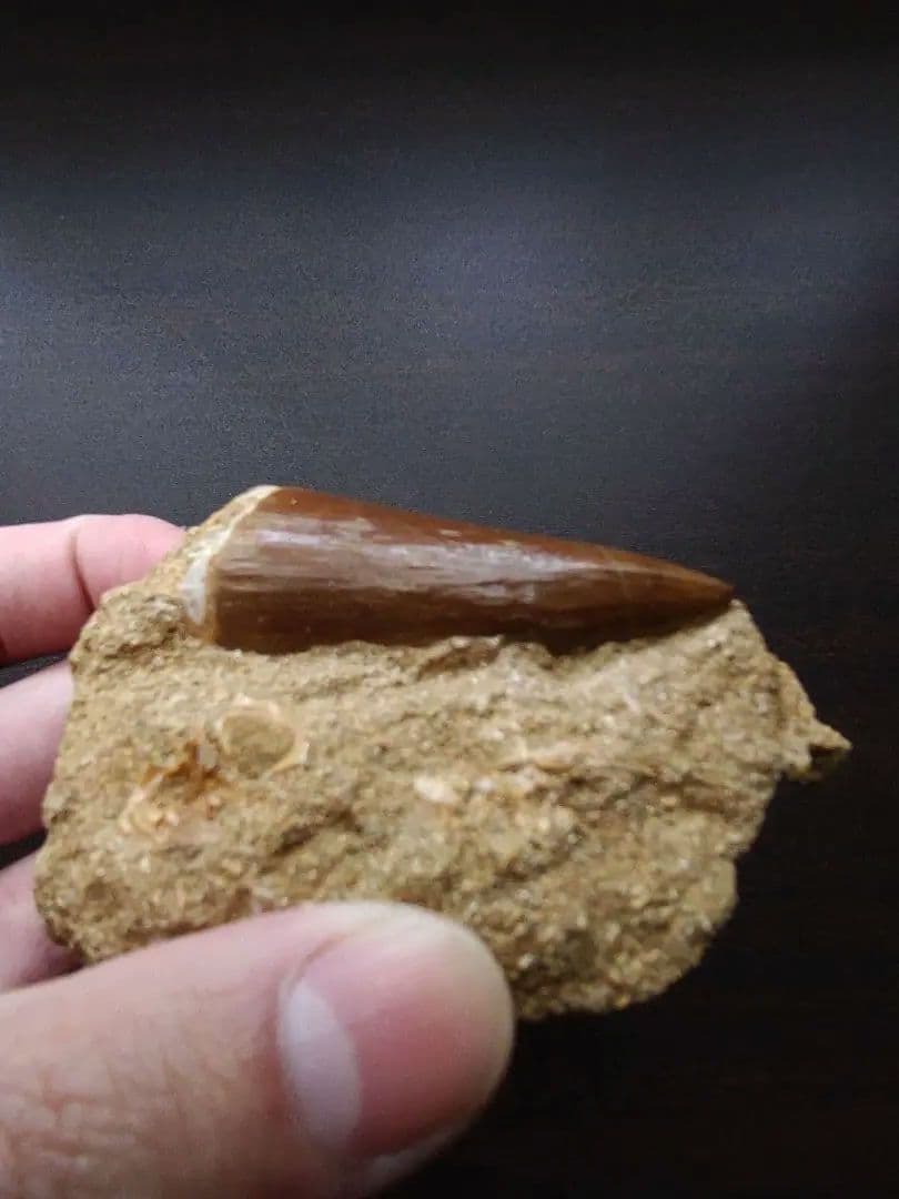 最終値下げ　モササウルスの歯　化石標本