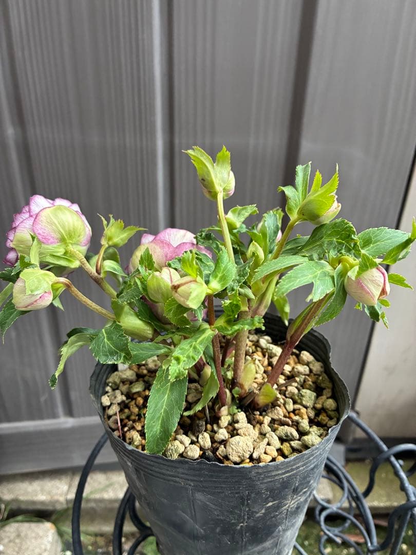 ♡大充実株♡ DDピンクリバーシカップ咲き多花