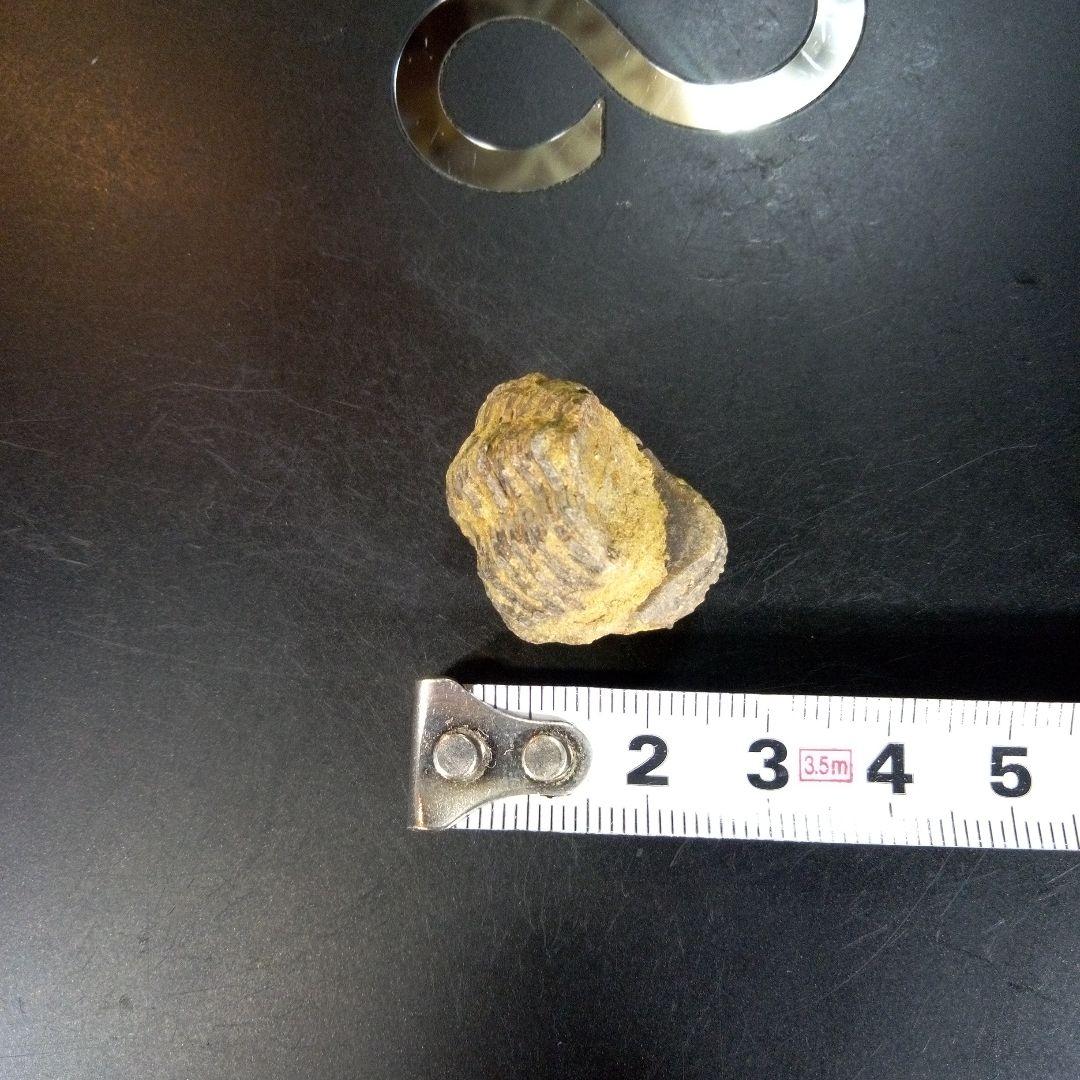 三葉虫　化石　fossil　ボリビア産　trilobite　Bolivia化石⑥