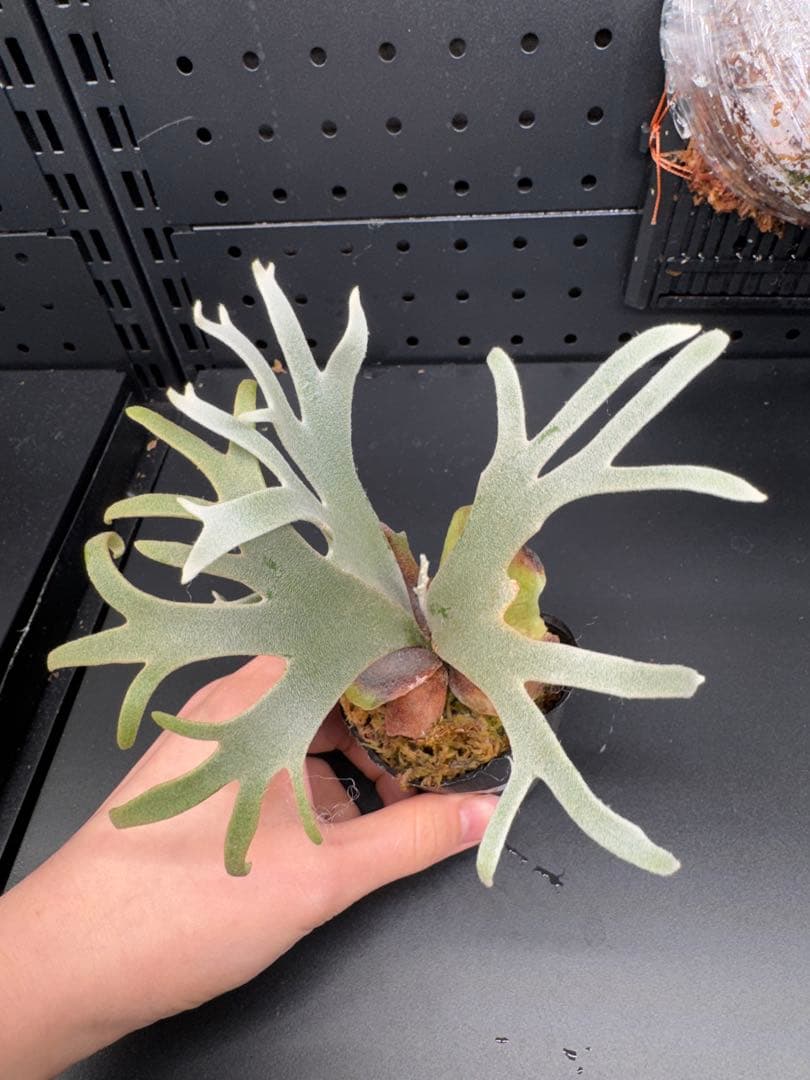 【平凡之鹿】YMDS Totoro HHRナーセリータグ付け #073