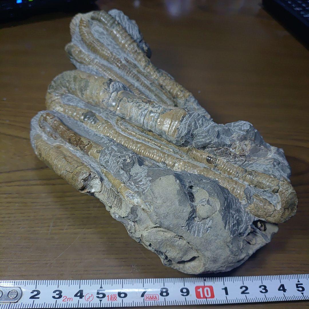 北海道アンモナイト ポリプチコセラス群生標本