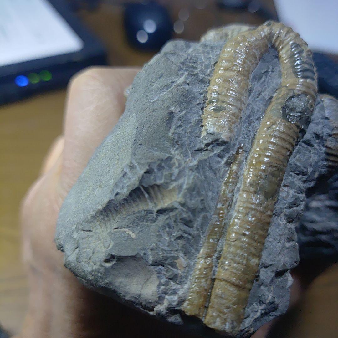 北海道アンモナイト ポリプチコセラス群生標本