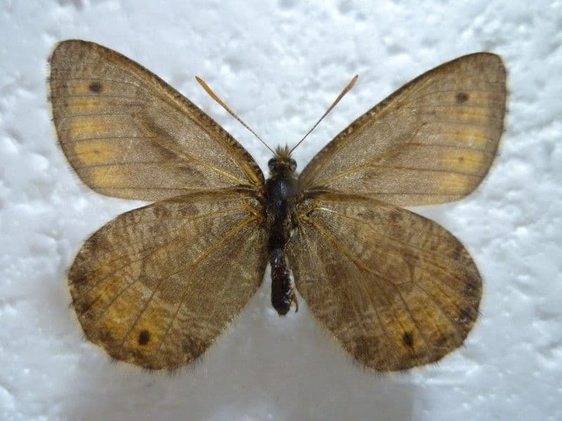 ま*る様 【国産蝶標本】タカネヒカゲ/Oeneis norna/富山県.旭岳産/