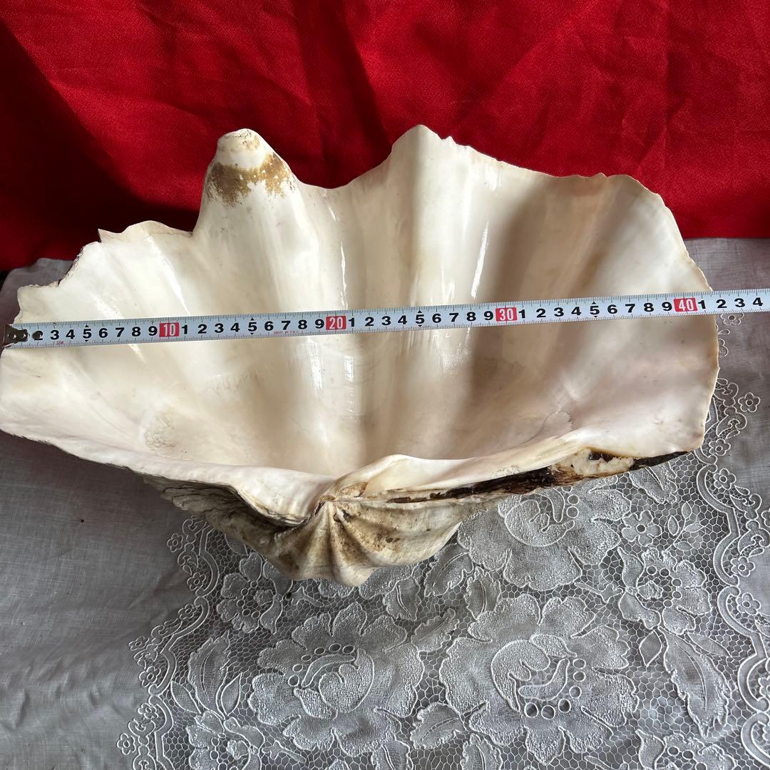 貝殻 ボウル型 レイアウト用品 大きめ42センチ