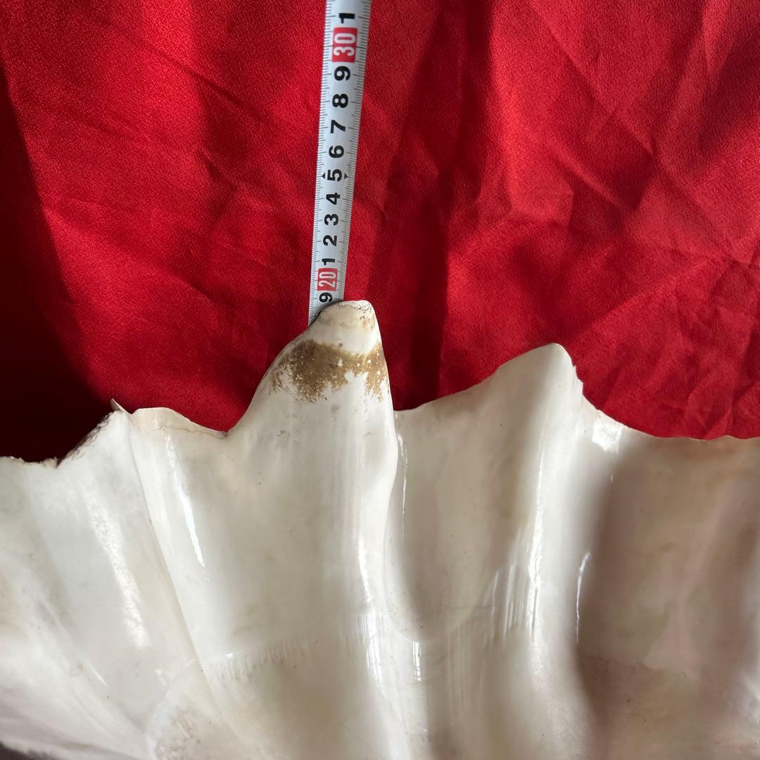 貝殻 ボウル型 レイアウト用品 大きめ42センチ