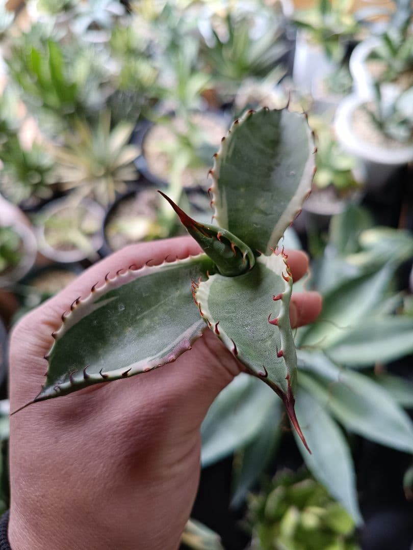 アガベ　コロラータ白覆輪　斑入り　パリー　オバティフォリア　パラサナ