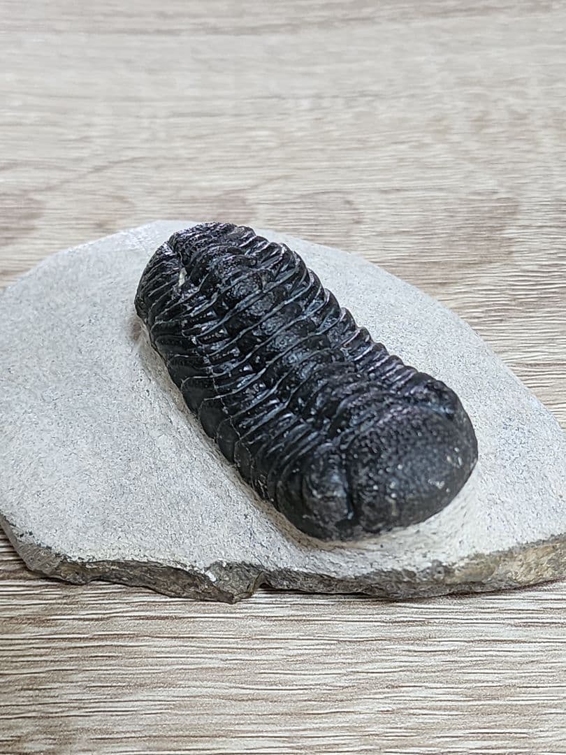 モロッコ産 三葉虫 化石 約50ミリ 母岩付き