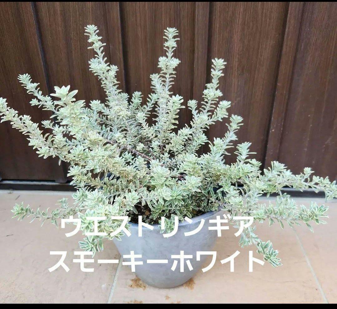 kaokao♡ ブルーアイス&ウエストリンギアスモーキー&ユーカリグニー