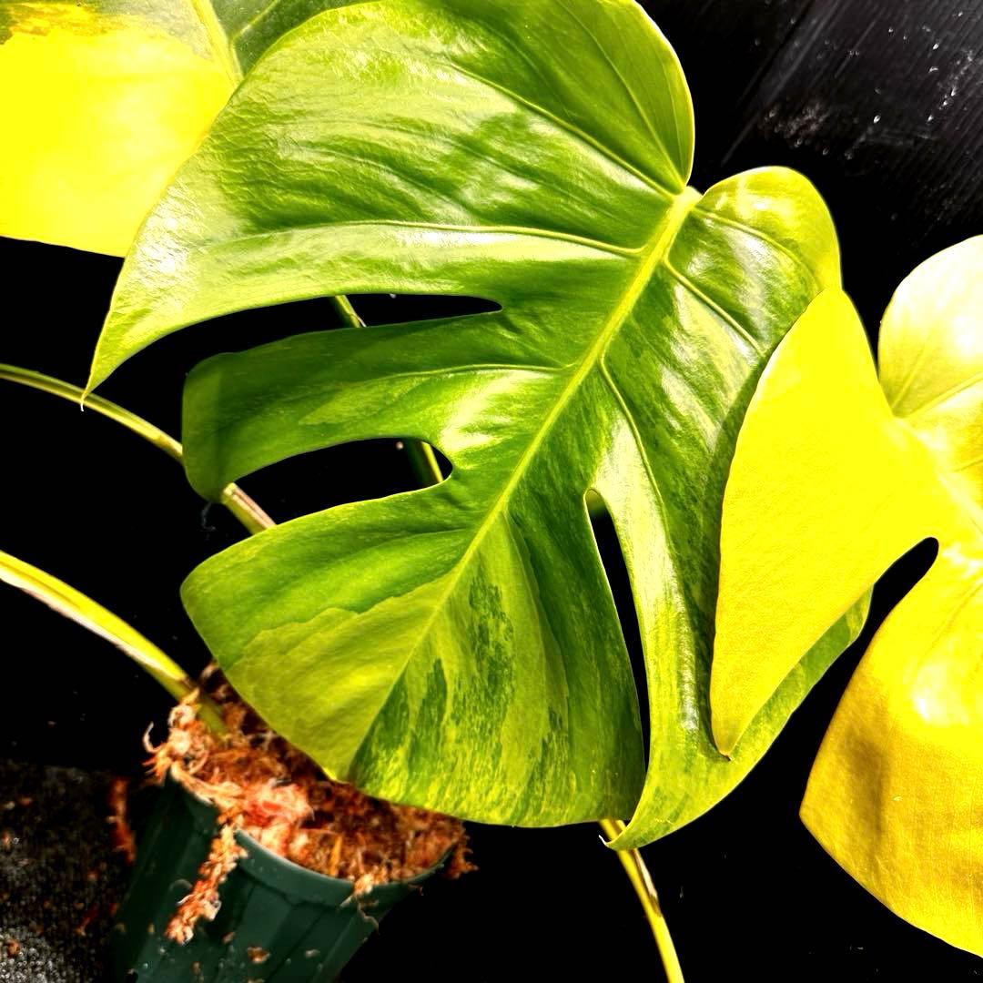 メ*1様 斑入りモンステラボルシギアナオーレア黄斑4号鉢植え49cm発根済み安心