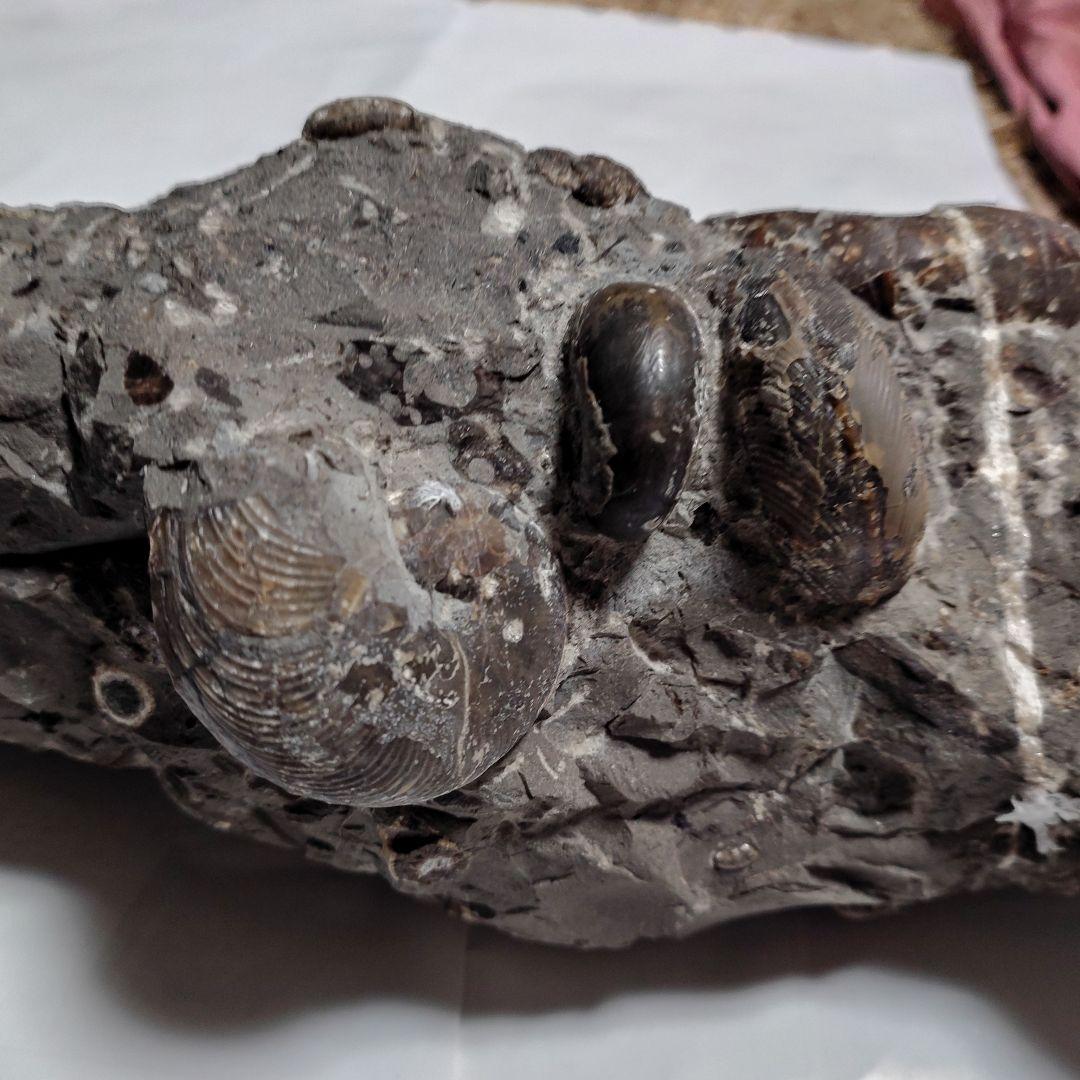 アンモナイト化石