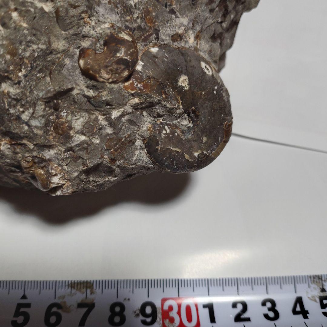 アンモナイト化石