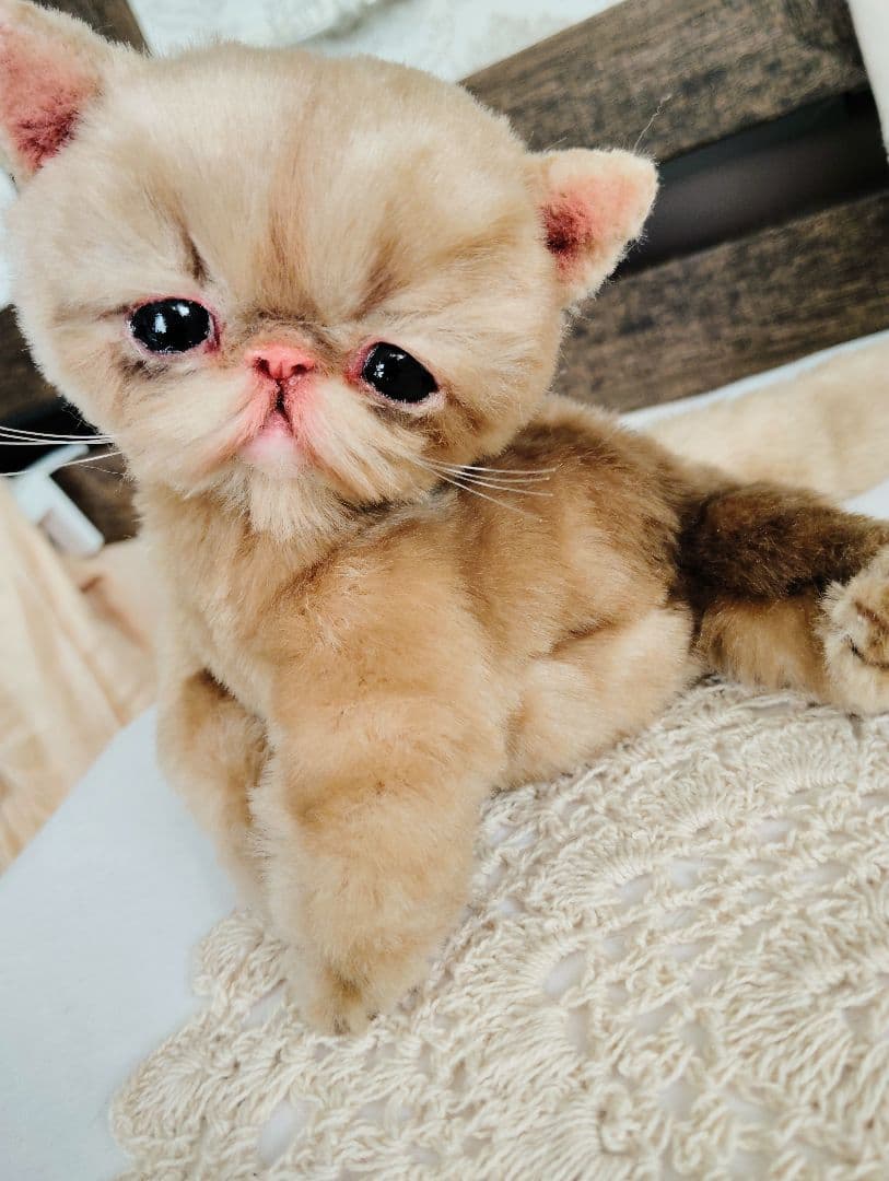 高級ファー♡エキゾチックショートヘア♡子猫のベルちゃん♡アートドール♡ぬいぐるみ