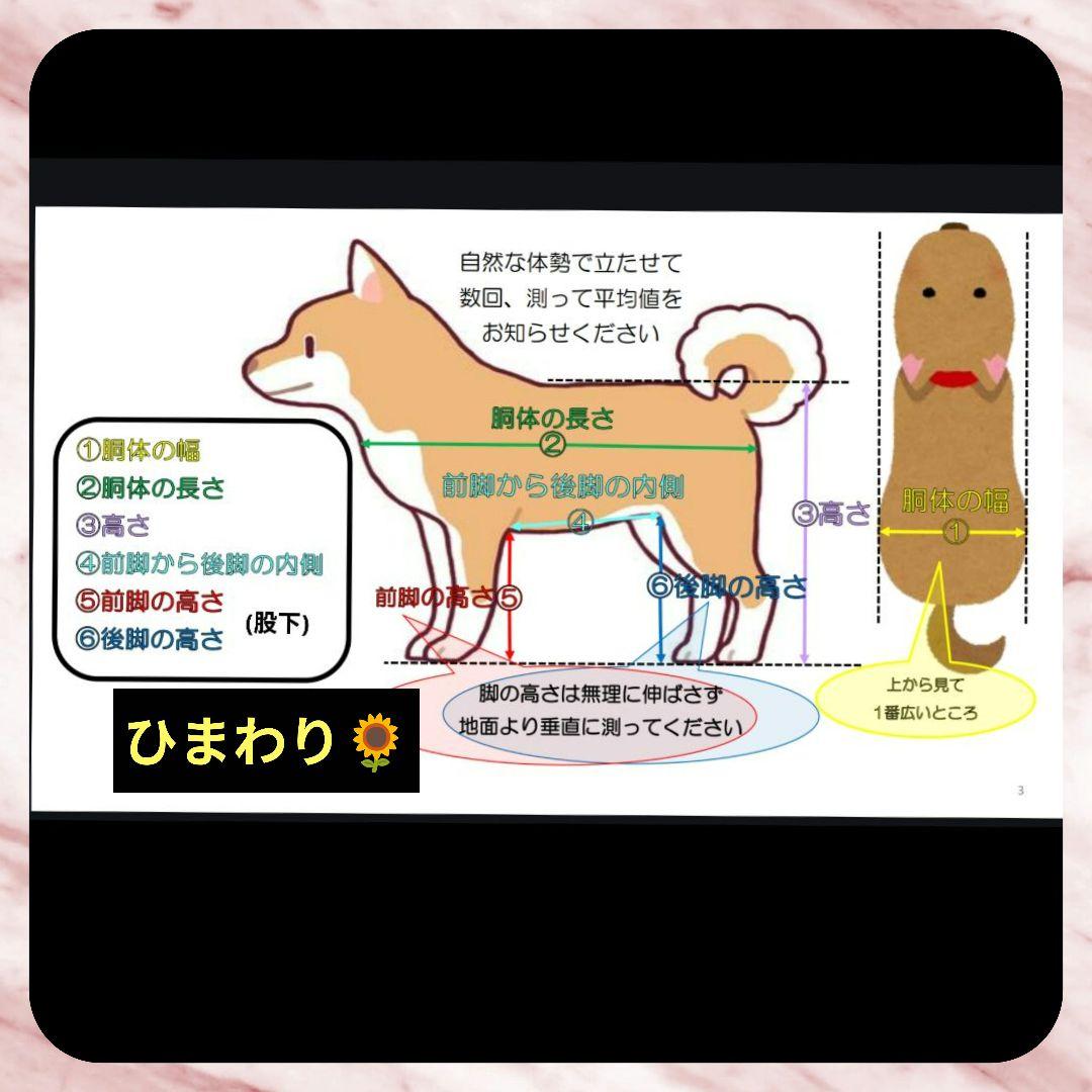 トイプードル4輪　リハビリ　食事補助　犬用車椅子　介護用　犬の歩行器