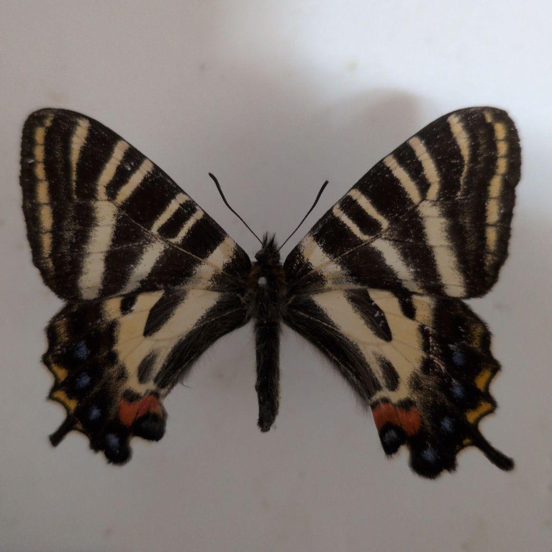 神奈川県　丹沢山産ギフチョウ　蝶標本　希少標本