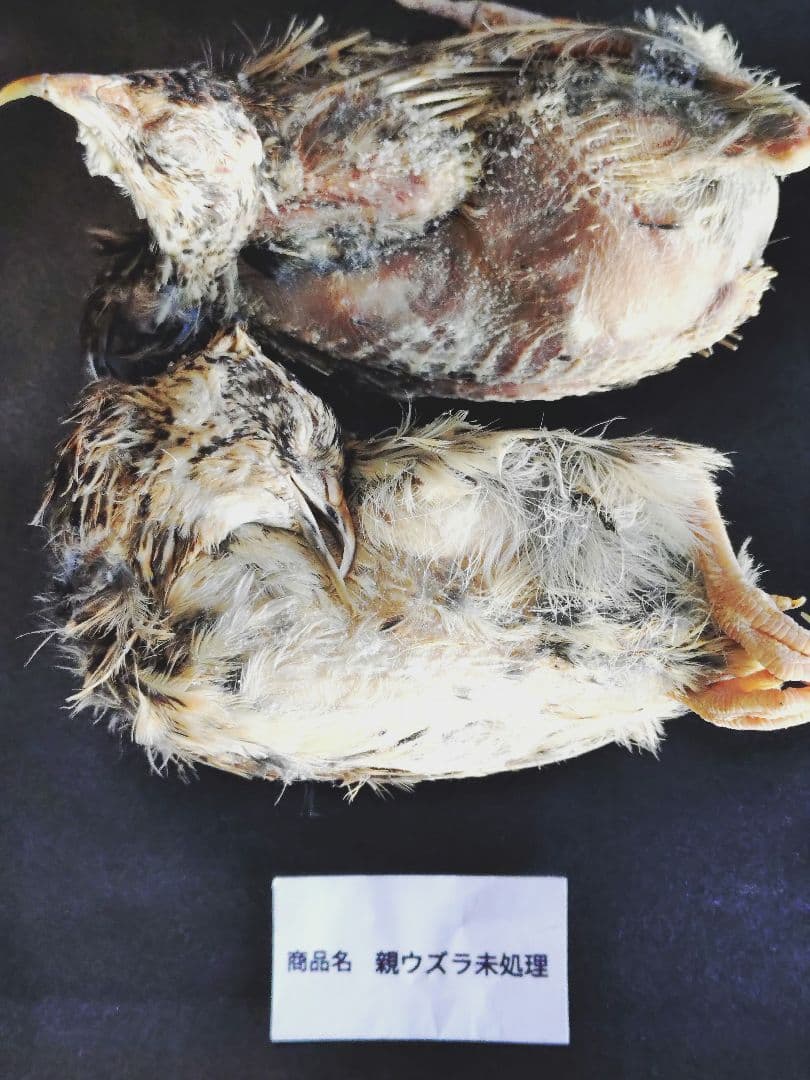 送料無料　冷凍親ウズラ未処理　30羽