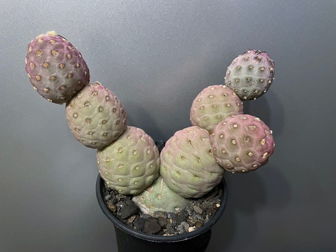 テフロカクタス ゲオメトリクス