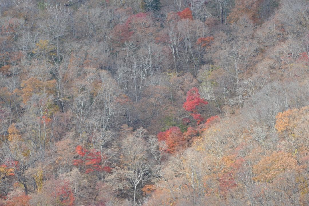 Nikon D800 デジタル一眼レフ 極美品 354ショット