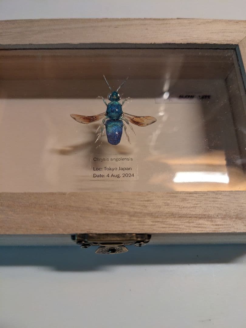 クロバネセイボウ　３５ミリ