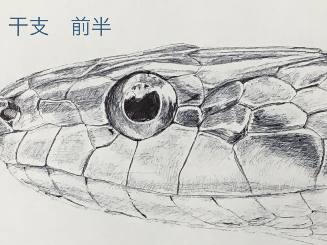 干支　前半　イラスト　6枚