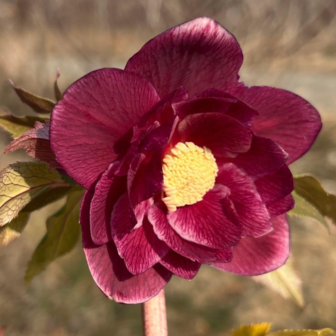 の*ん様 3319⭐️唯一無二⭐️超特殊⭐️白ブチ⭐️オーレア⭐️薄いフィルム的