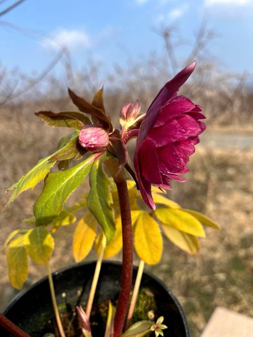 の*ん様 3319⭐️唯一無二⭐️超特殊⭐️白ブチ⭐️オーレア⭐️薄いフィルム的