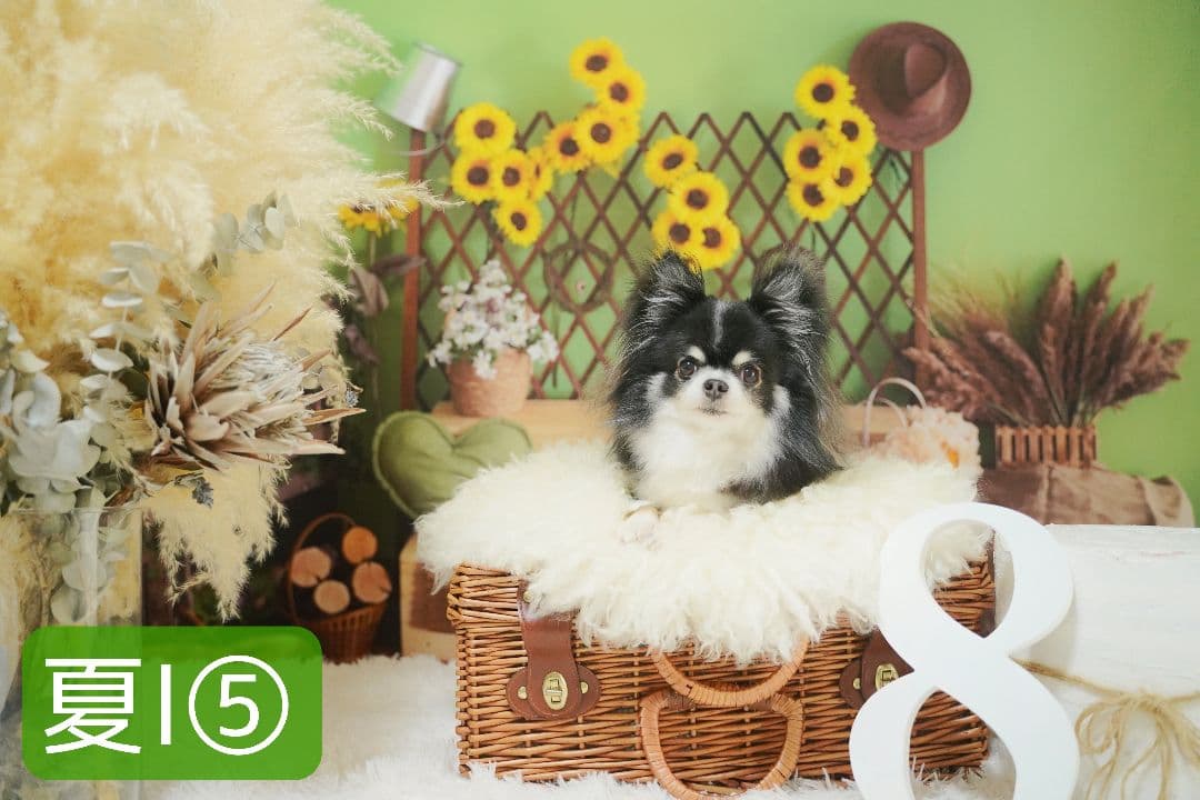 背景布×7+1　ペット撮影用フォトブース　トリミングチョーカー販売中　夏、秋、冬