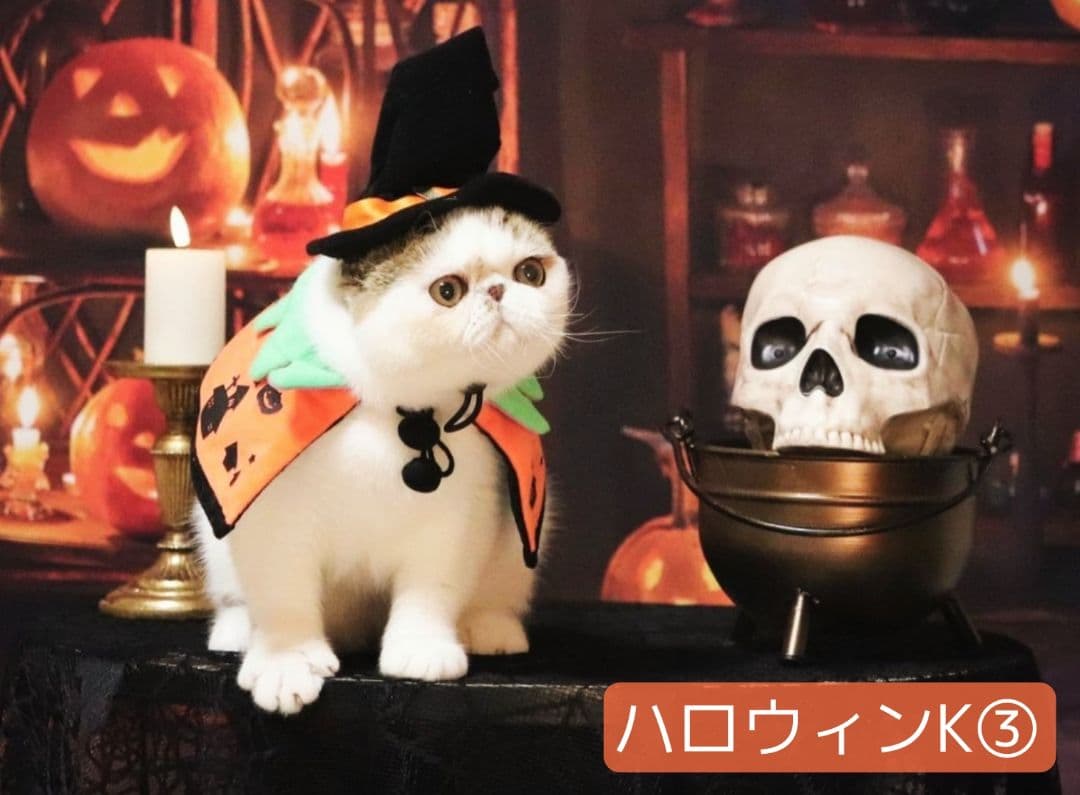 背景布×7+1　ペット撮影用フォトブース　トリミングチョーカー販売中　夏、秋、冬