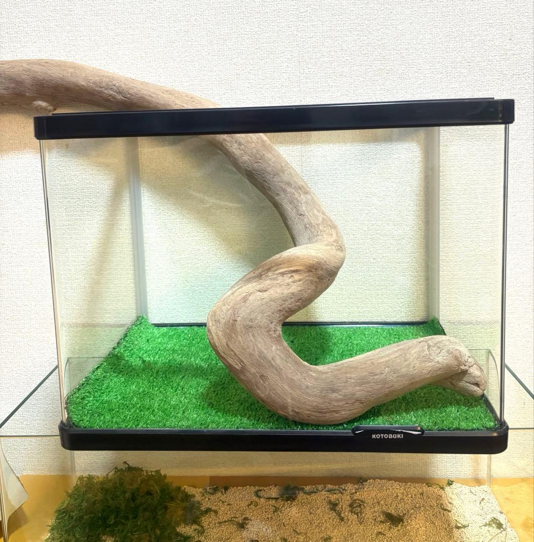 Ｇ79 灰汁抜き処理済　流木　爬虫類　両生類シェルター　観葉植物　インテリア