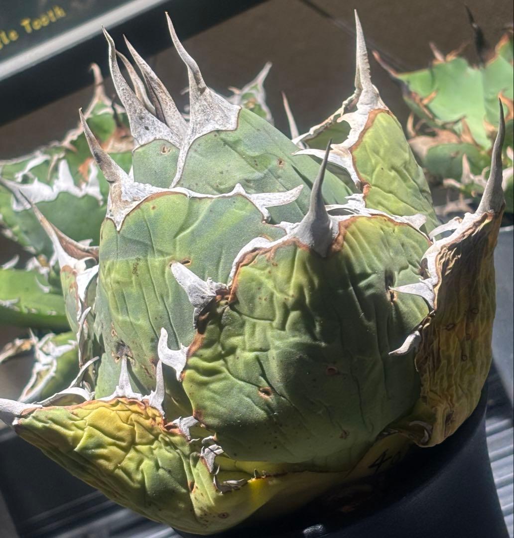 限定品！アガベオアハカオテロイ現地球（極上株）超S級良形superオアハカ激レア