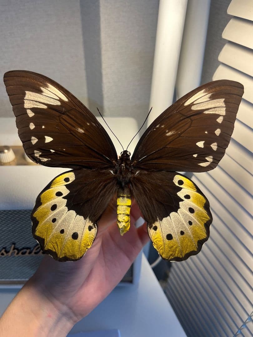 【蝶最大級】ゴライアストリバネアゲハ 外国産蝶標本 蝶 標本　メガネトリバネ