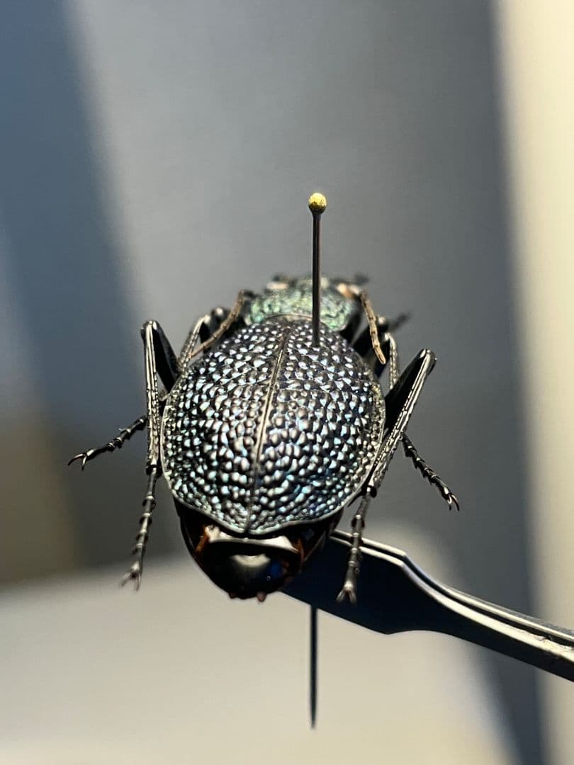 【37mm】ボンヴロワキンオサムシ トルコ産 標本 イボハダオサムシ 青緑