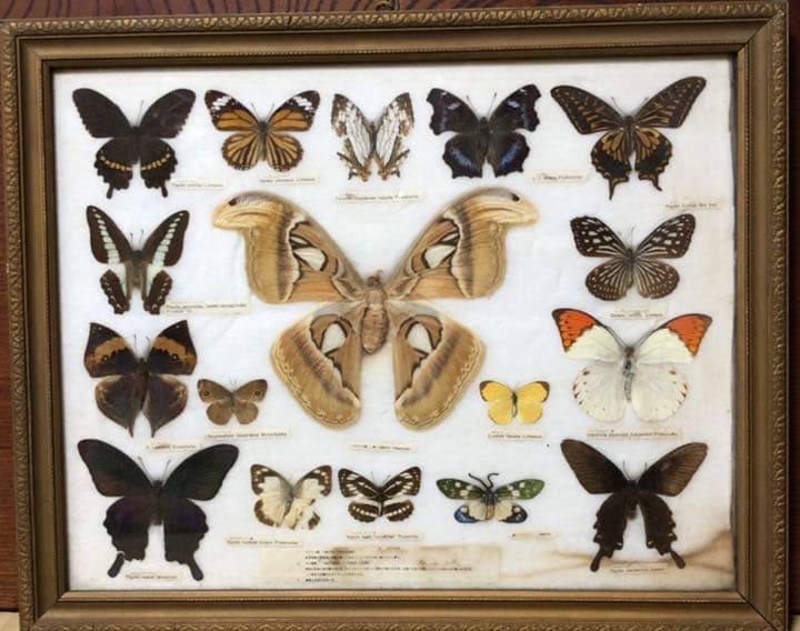 蝶の標本