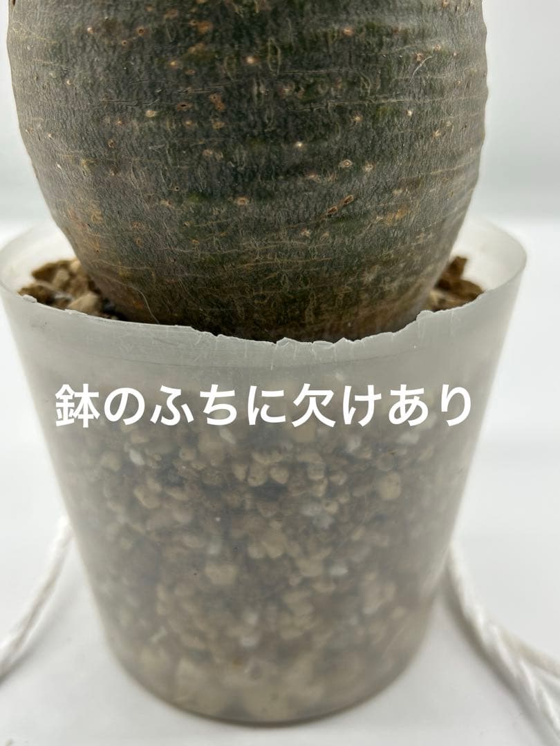 現地球　発根済み　パキポディウム　グラキリス　落葉中